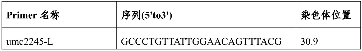 Method for rapid breeding of maize leafless tongue inbred lines with assistance of molecular markers