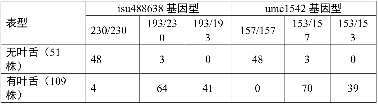 Method for rapid breeding of maize leafless tongue inbred lines with assistance of molecular markers