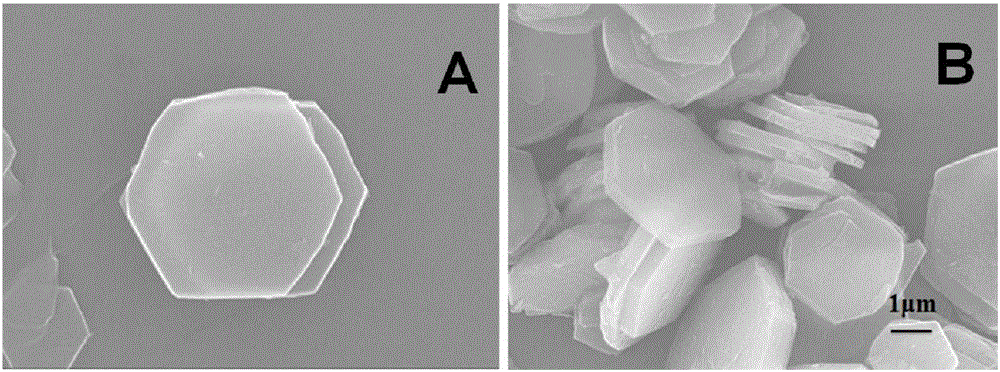 Tiopronin concentration determination fluorescence sensor and preparation method thereof