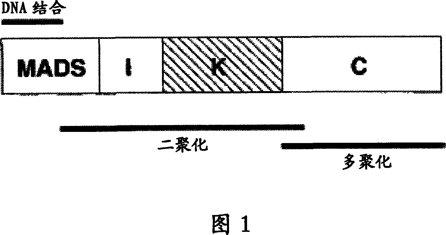 Plants having increased yield and a method for making the same