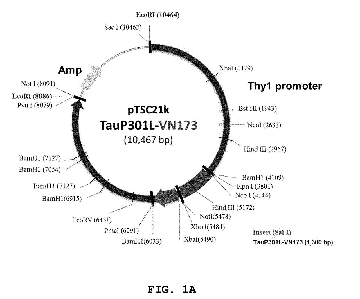 Dementia model transgenic mouse and screening method using thereof