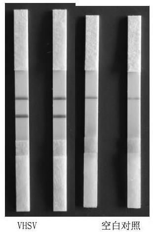 Viral hemorrhagic sepsis virus visualized nucleic acid test strip detection primer set and detection method