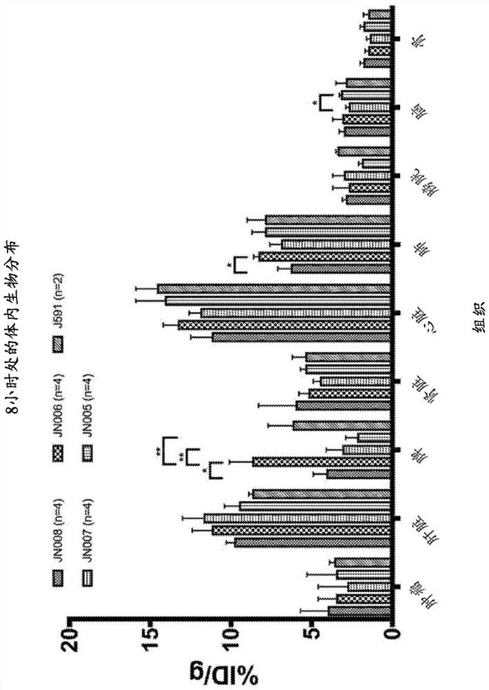 Antibodies for binding to PSMA with reduced affinity for neonatal Fc receptor