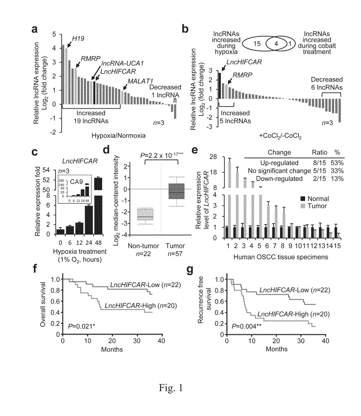 LONG NON-CODING RNA LncHIFCAR/MIR31HG AND ITS APPLICATIONS