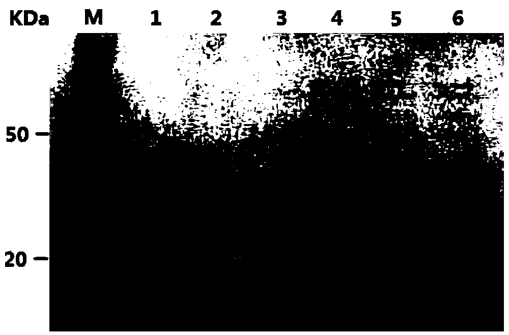 Preparation method of recombinant pig alpha interferon