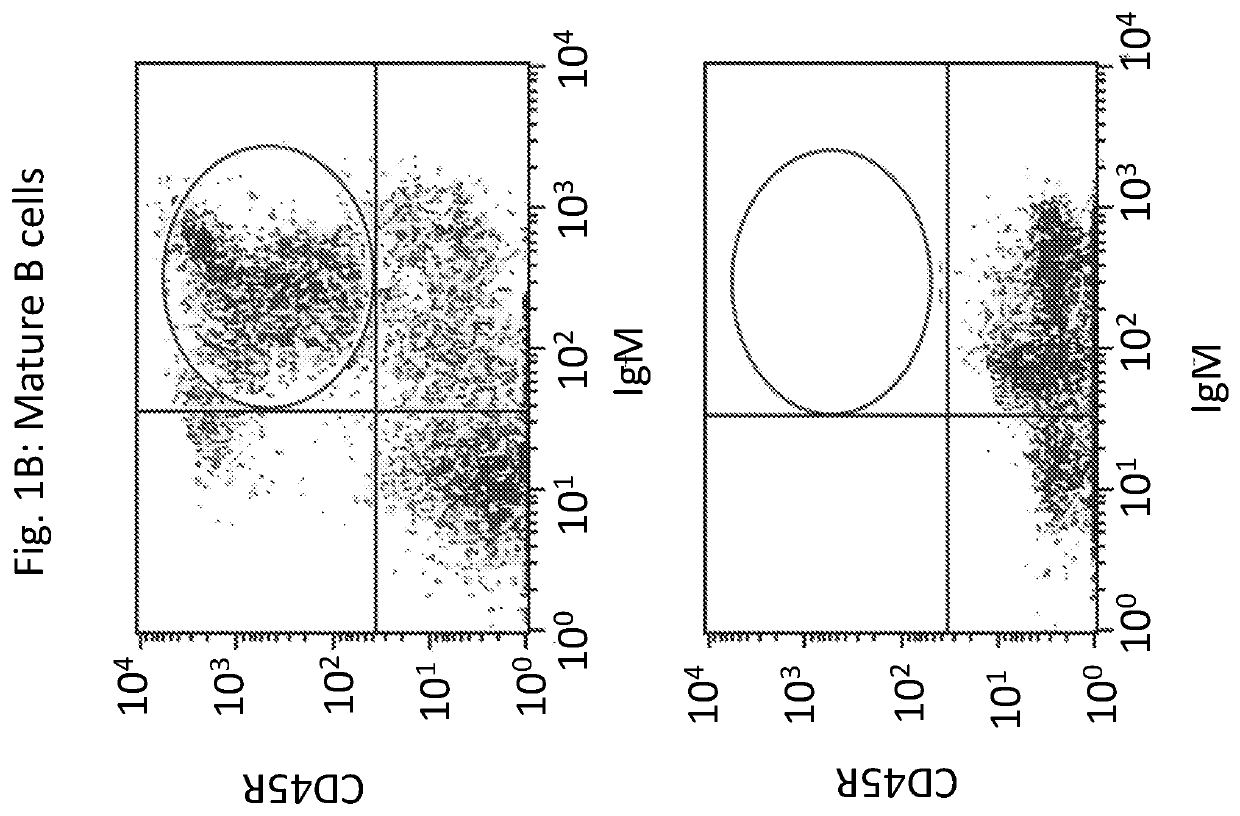 Novel immunodeficient rat for modeling human cancer