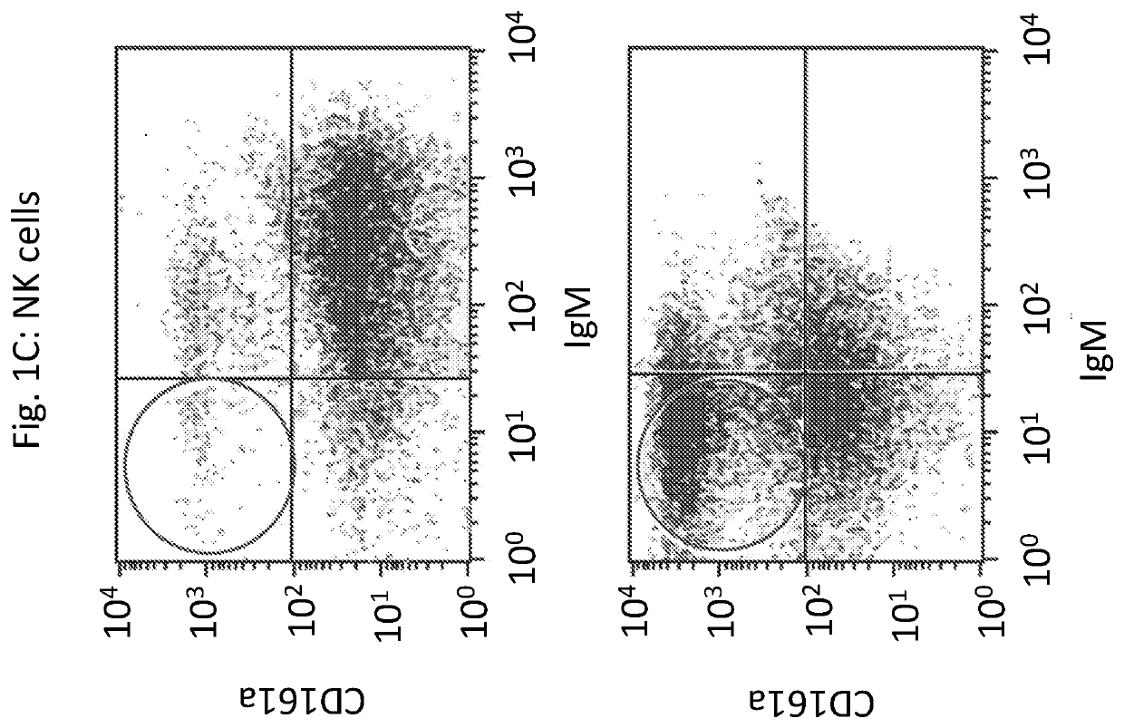 Novel immunodeficient rat for modeling human cancer