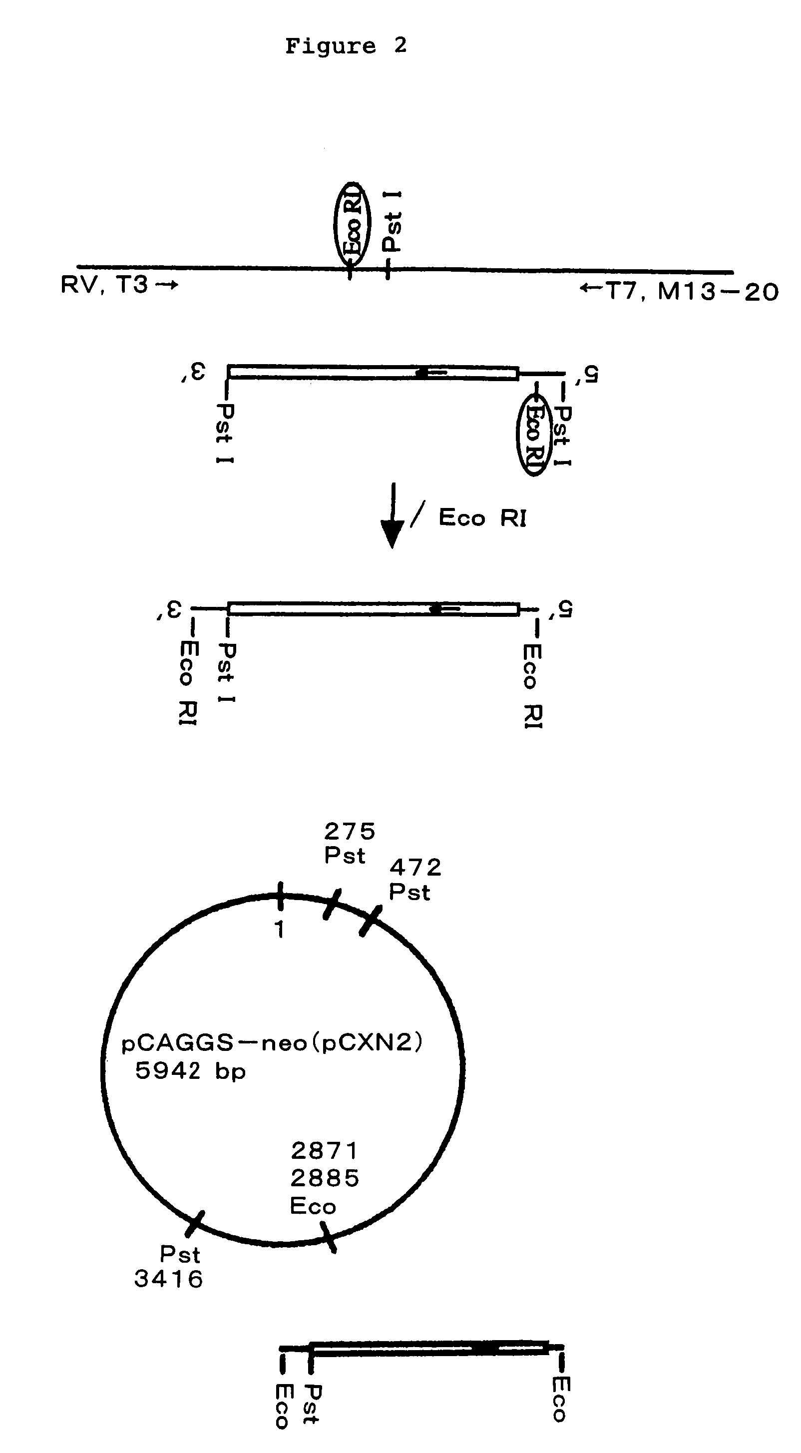 Model animal with overexpression of regucalcin