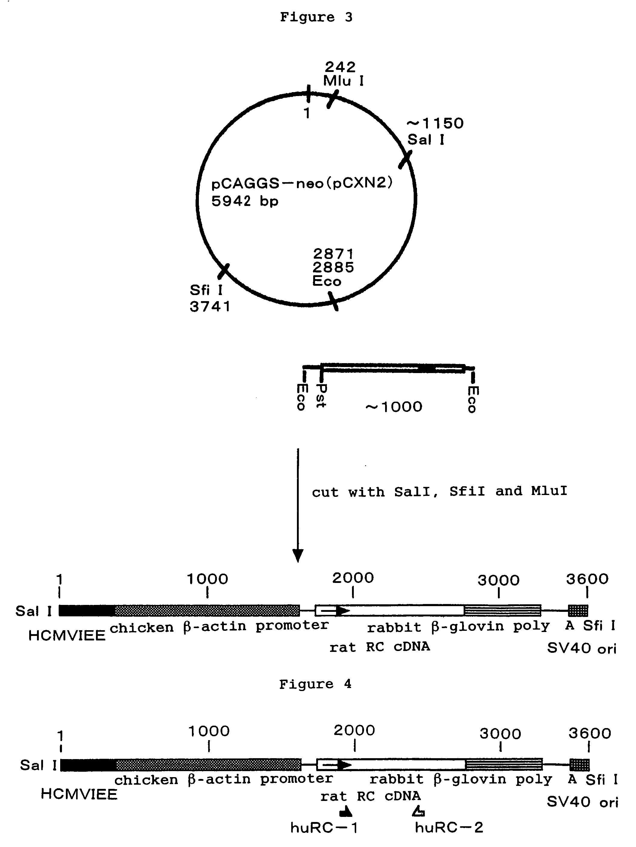 Model animal with overexpression of regucalcin