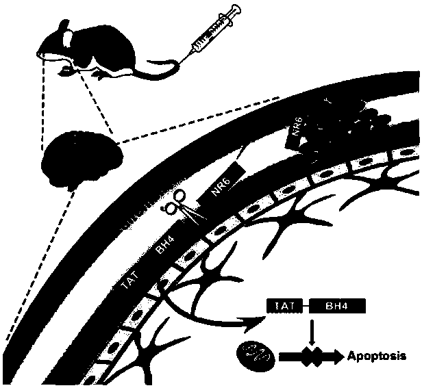 Fusion protein TNB with effects of thrombolysis and cerebral protection and coding genes and application of fusion protein