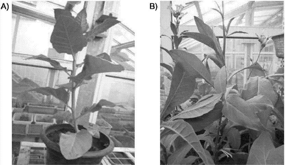 Quantitative detection method for transgene protein CP4-EPSPS in plant