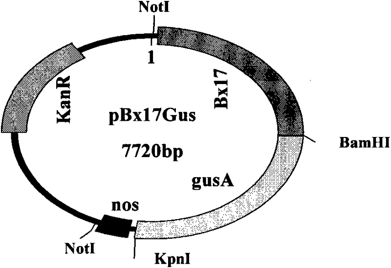 A transgenic method using wheat anthers as receptors