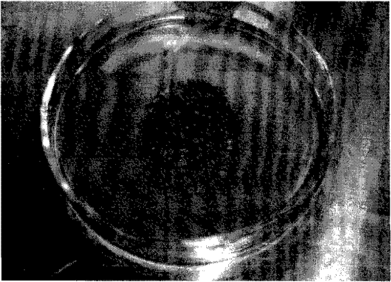 A transgenic method using wheat anthers as receptors