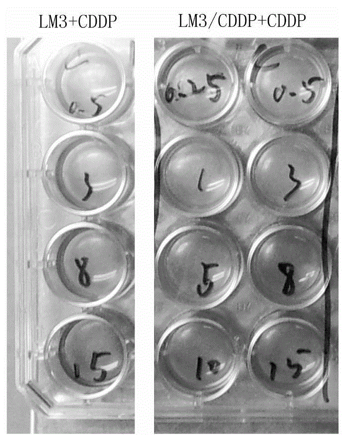 Method for establishing hepatocellular carcinoma cis-platinum drug-resisting cell strain