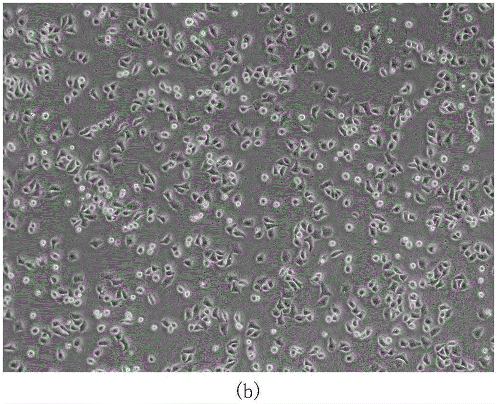 Method for establishing hepatocellular carcinoma cis-platinum drug-resisting cell strain