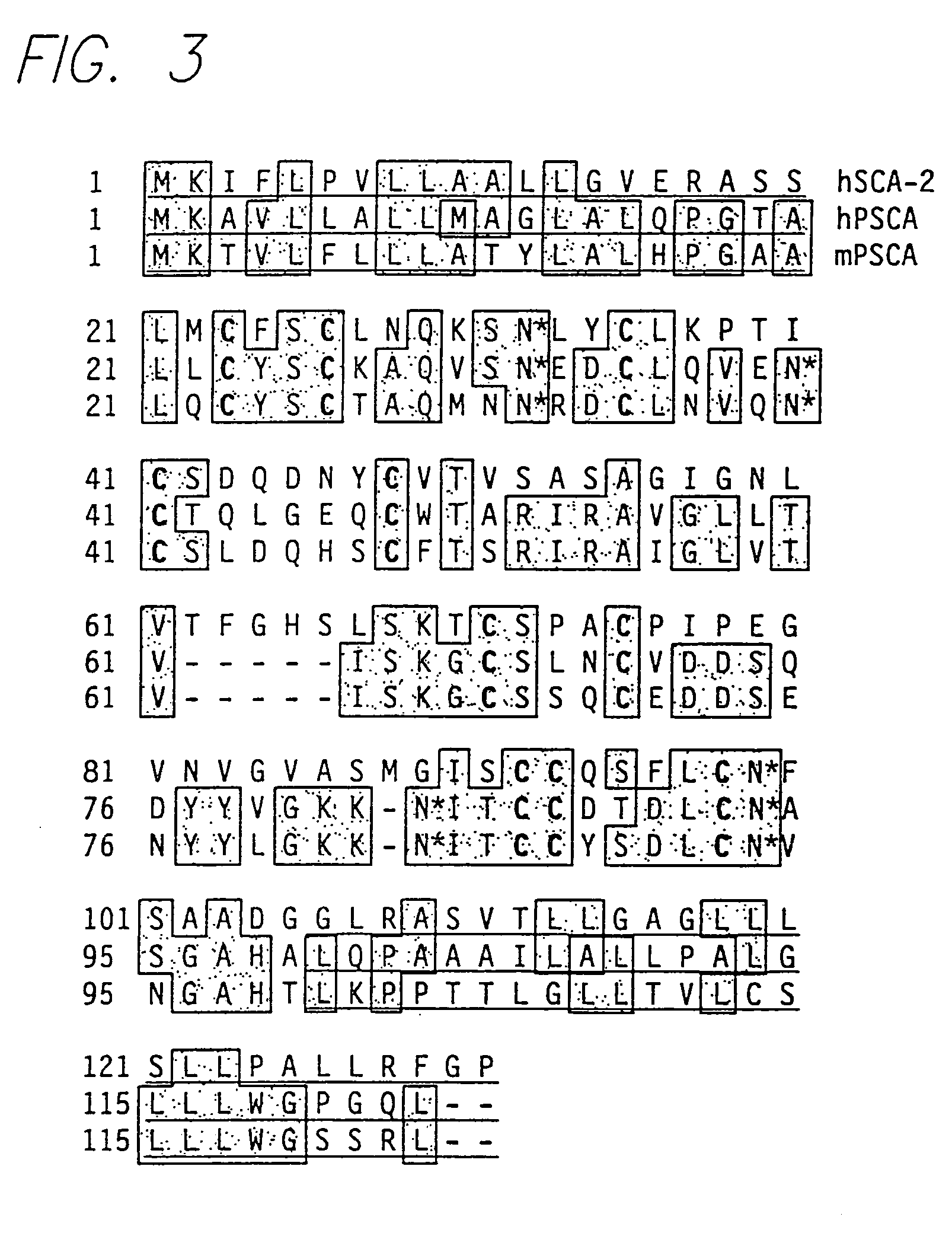 PSCA: prostate stem cell antigen and uses thereof