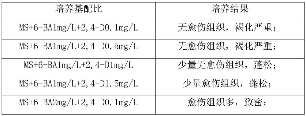 A kind of method for rapid propagation of sealwort