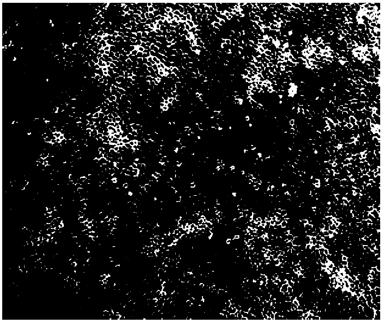 Method for removing mycoplasma in PK15 cells