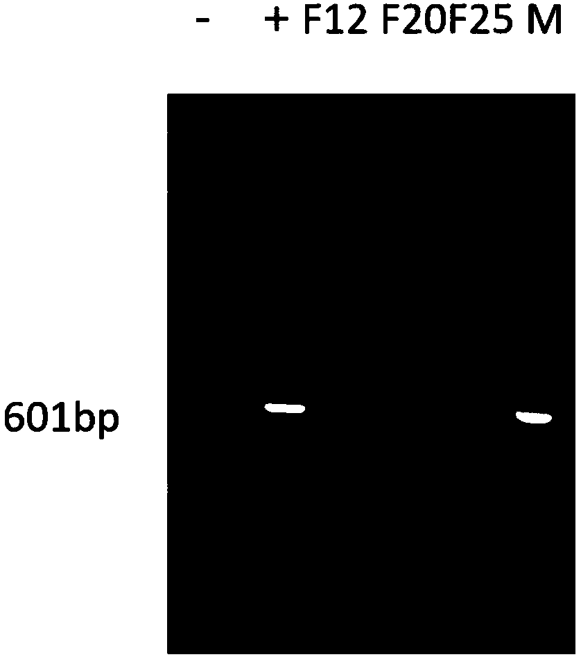 Method for removing mycoplasma in PK15 cells