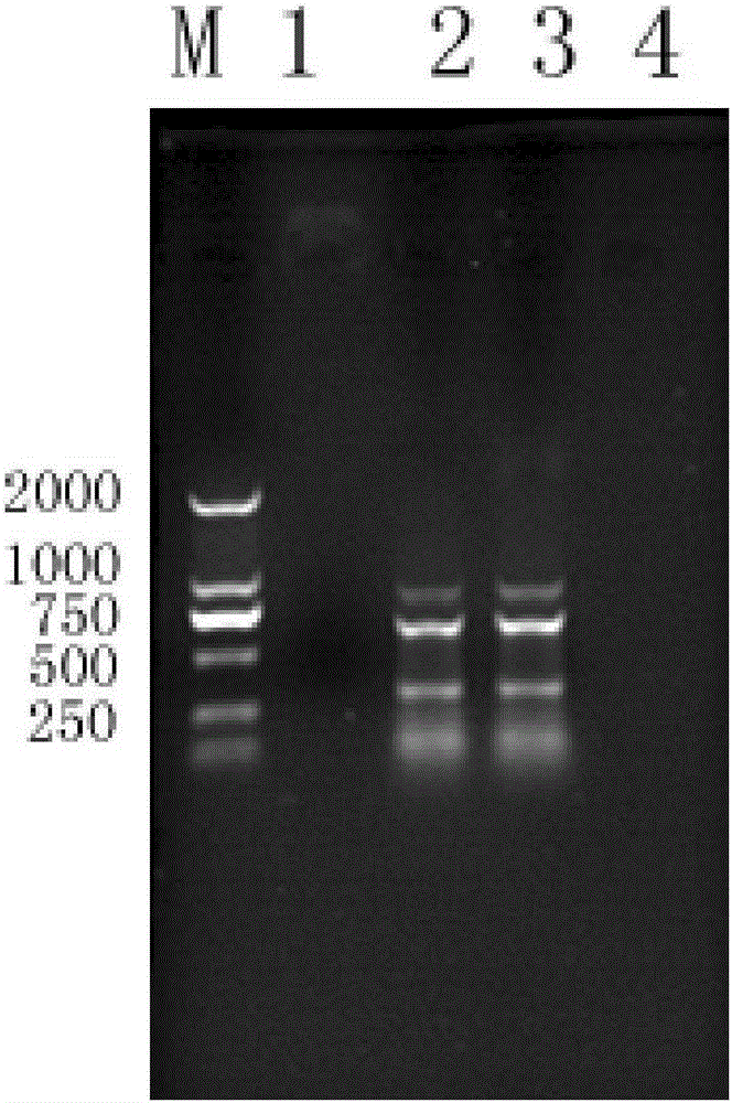 Detection primer set, detection kit and detection method for Vibrio parahaemolyticus, Photobacterium damsela and Nocardia seriolea