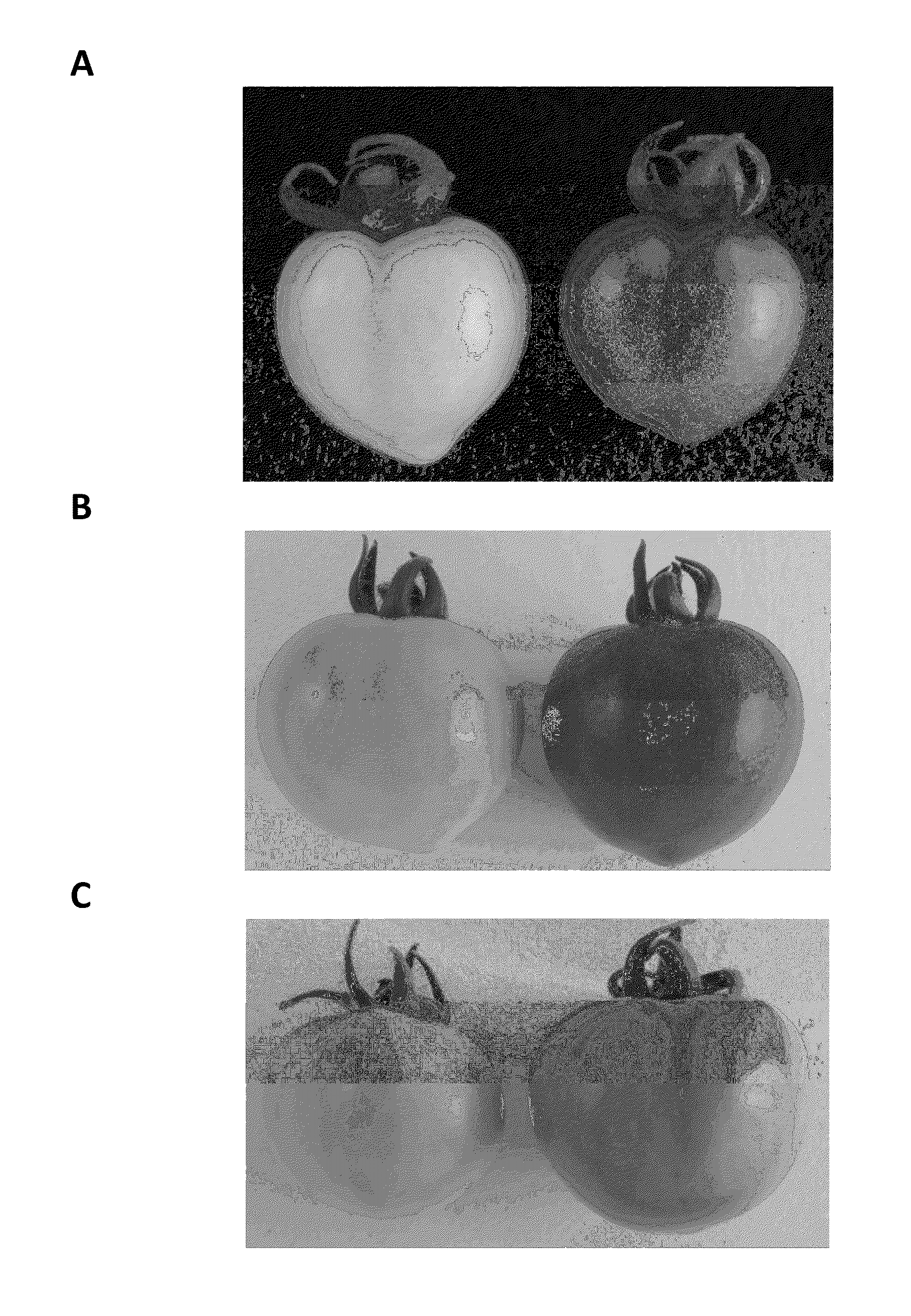 Modulation of solanaceae fruit ripening