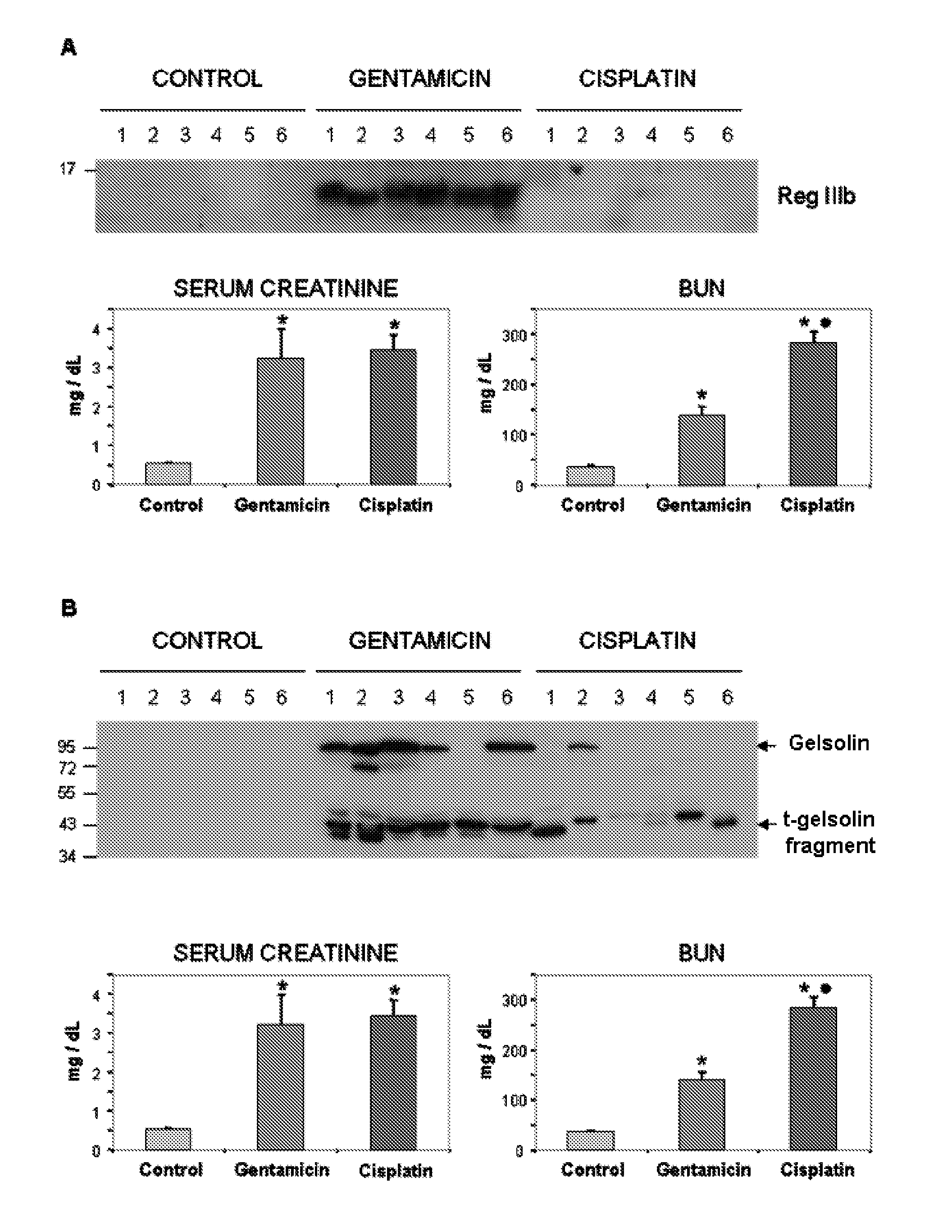 Method for the detection of renal damage