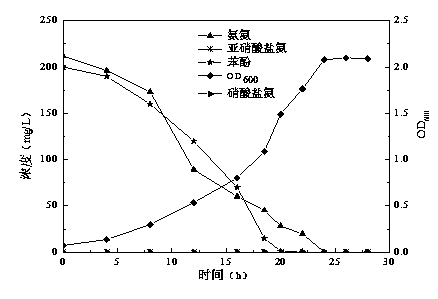 Acinetobacter sp. and preparation method of acinetobacter sp. agent