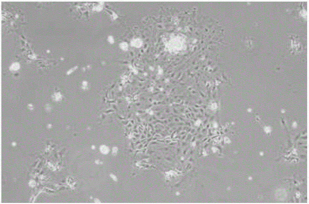 Primary rat or mouse gastric mucosal epithelial cell isolation and culture method