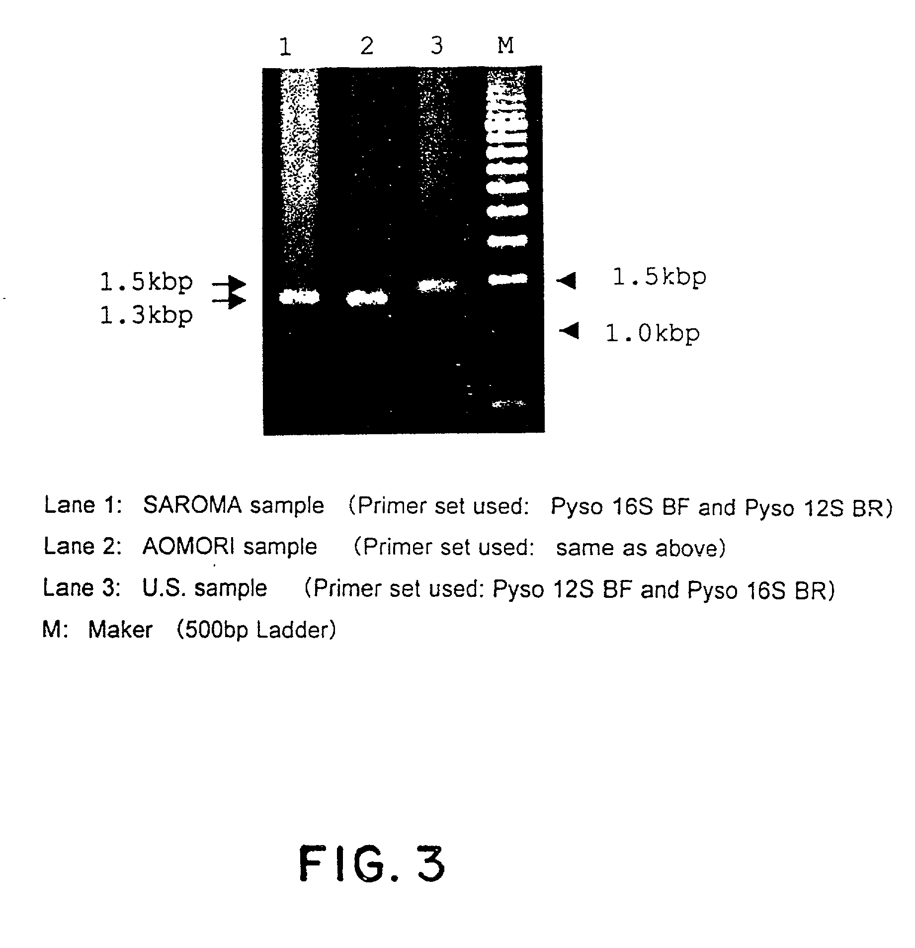 Method for analyzing phyletic lineage of scallop