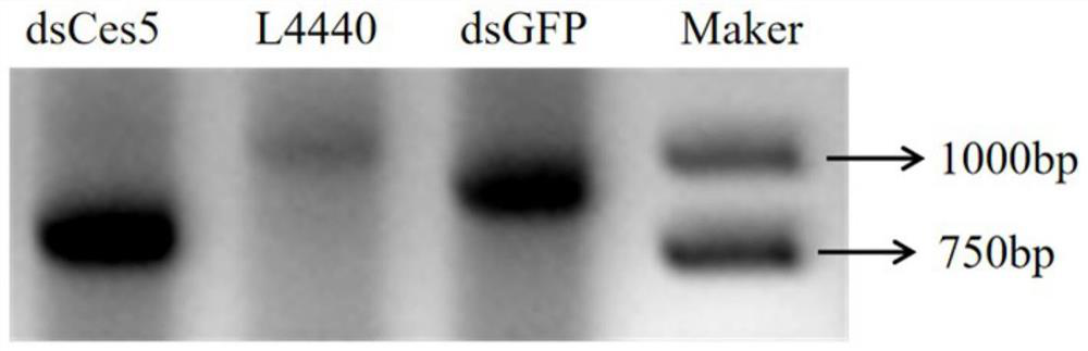 Double-stranded RNA molecule for targeted silence of phytophthora capsici cellulose synthase 3 and application of double-stranded RNA molecule