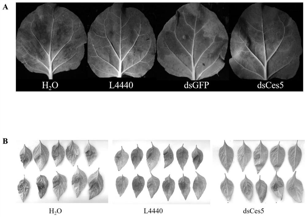 Double-stranded RNA molecule for targeted silence of phytophthora capsici cellulose synthase 3 and application of double-stranded RNA molecule