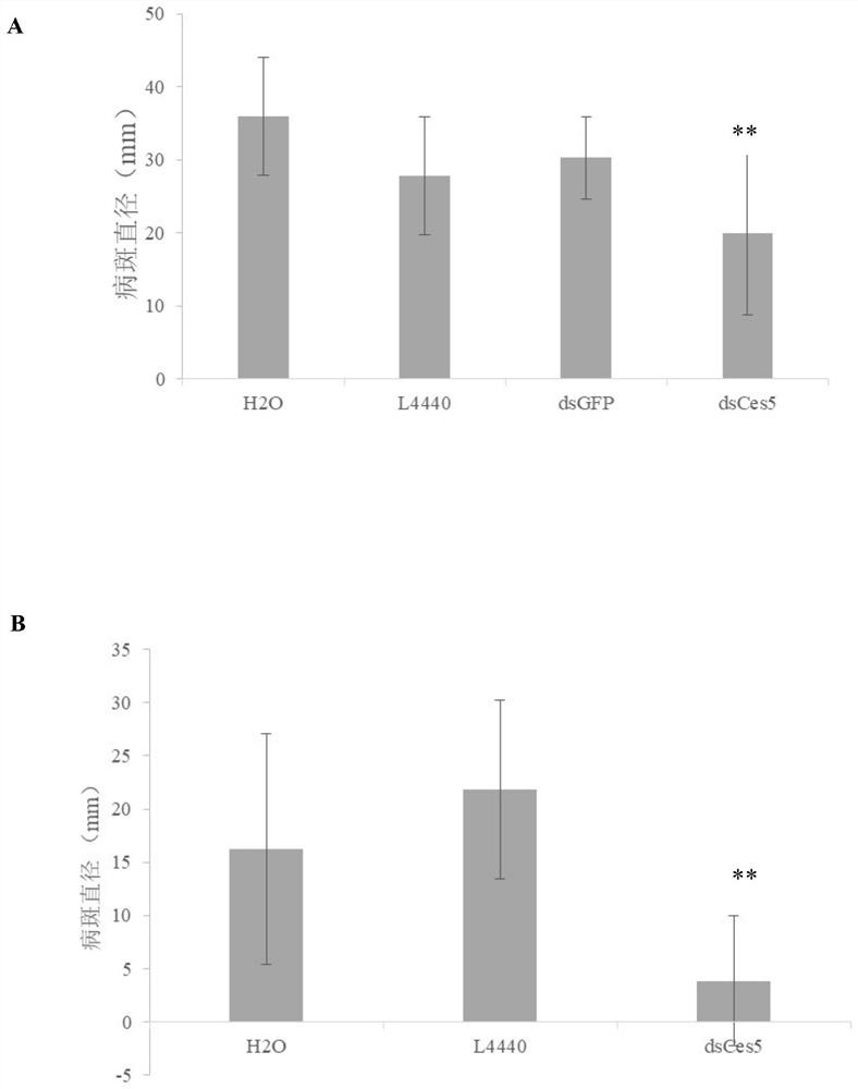 Double-stranded RNA molecule for targeted silence of phytophthora capsici cellulose synthase 3 and application of double-stranded RNA molecule