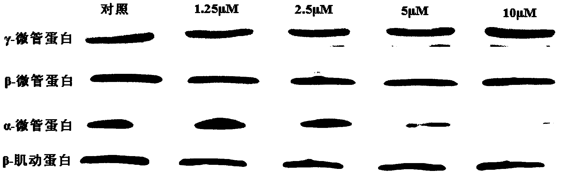 Alpha-tubulin inhibitor and application thereof