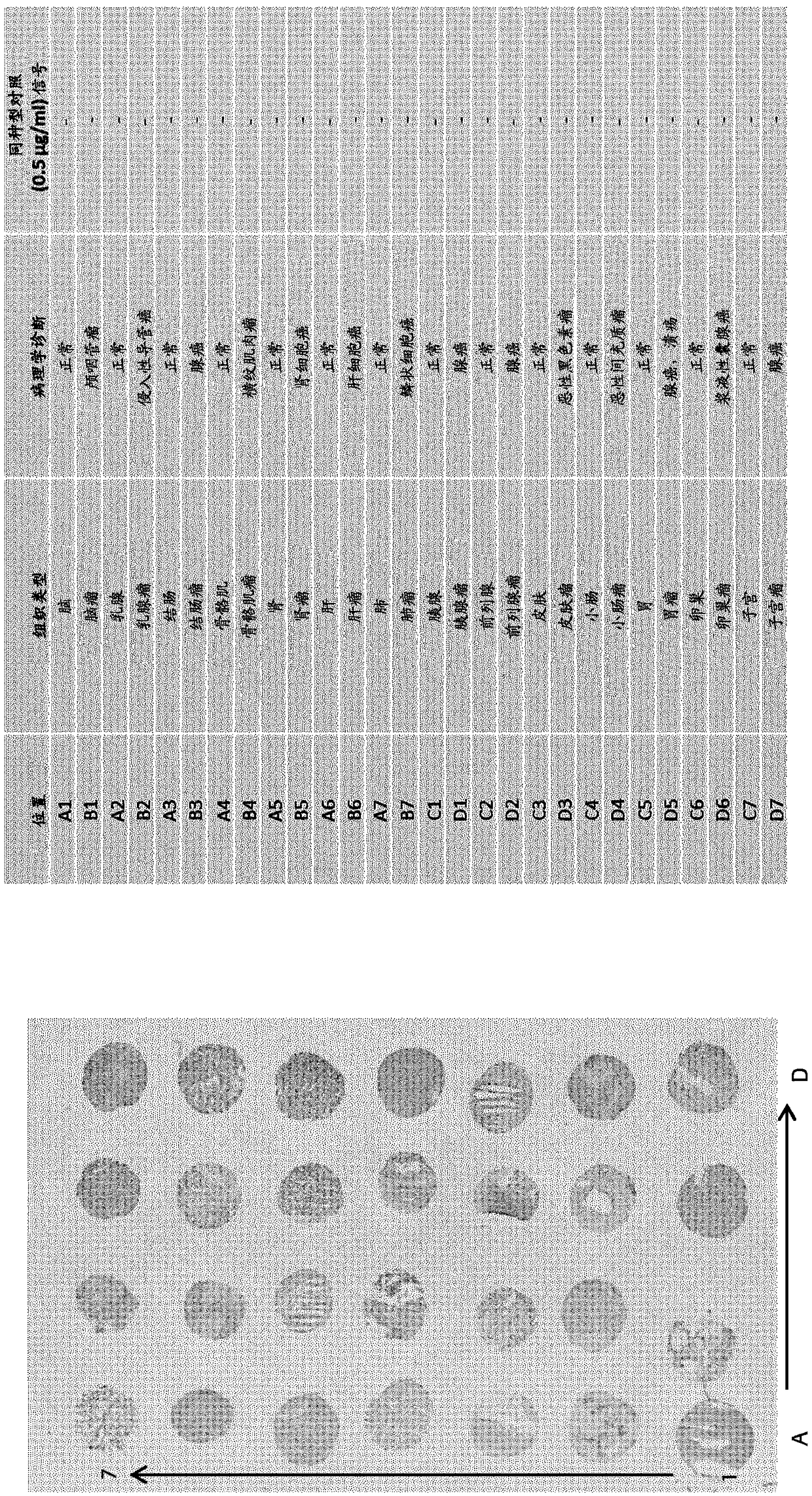 Modified Anti-tenascin antibodies and methods of use