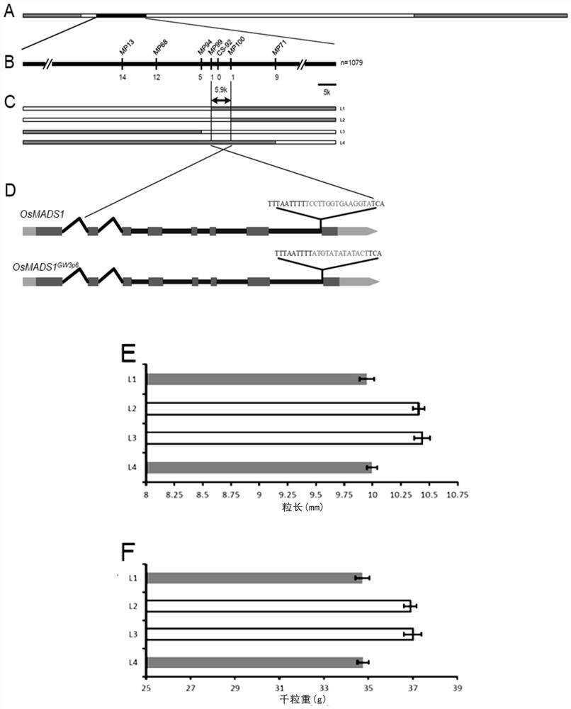 Molecular marker of high-yield and high-quality gene GW3p6 of hybrid rice and application of molecular marker