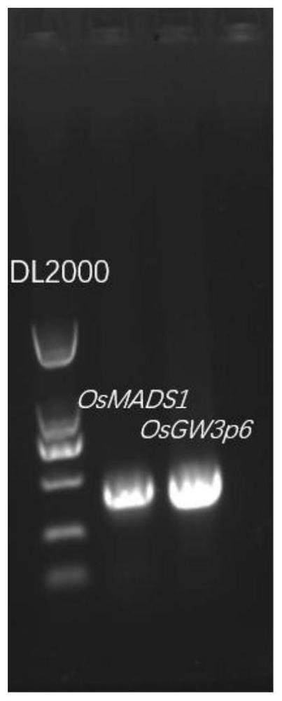 Molecular marker of high-yield and high-quality gene GW3p6 of hybrid rice and application of molecular marker