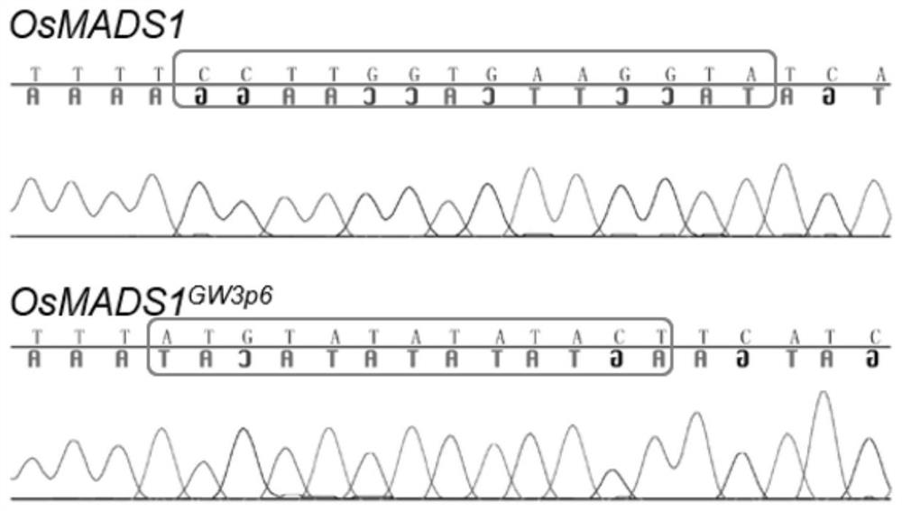 Molecular marker of high-yield and high-quality gene GW3p6 of hybrid rice and application of molecular marker