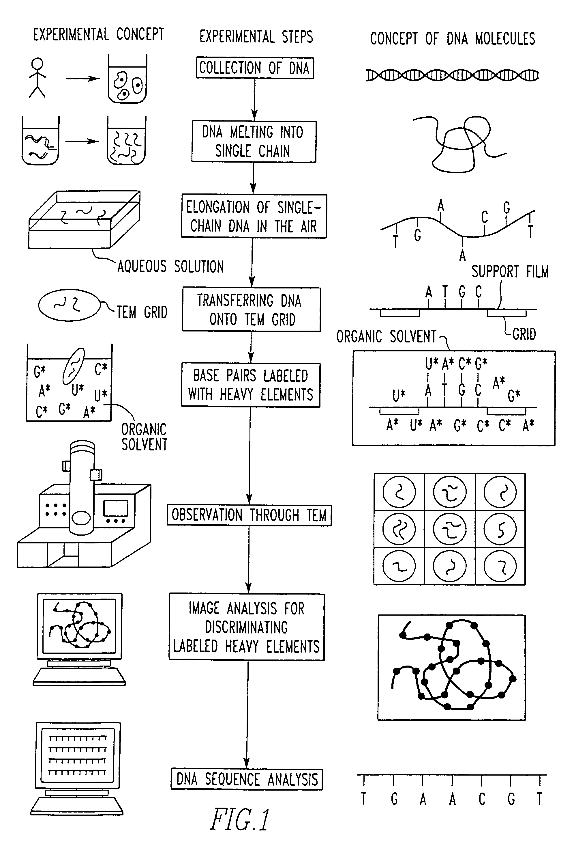 Method of determining base sequence of DNA or RNA using heavy element labeling and imaging by transmission electron microscopy