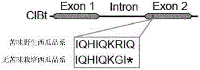 Transcription factor participating in regulating watermelon bitter principle and application thereof