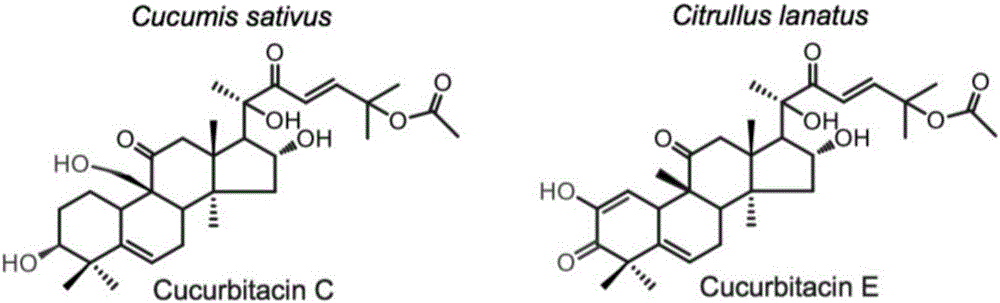 Transcription factor participating in regulating watermelon bitter principle and application thereof