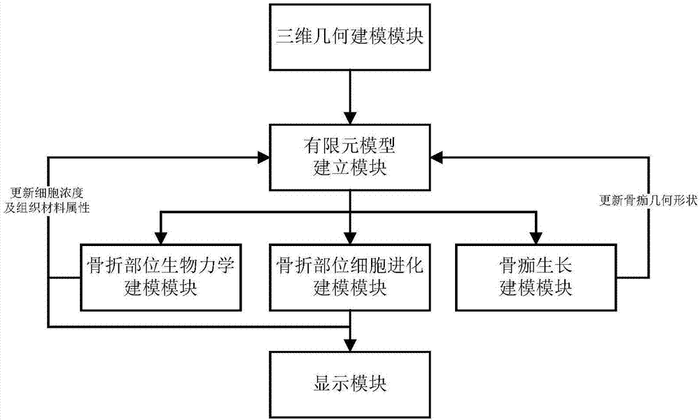 A simulation system for simulating fracture healing process