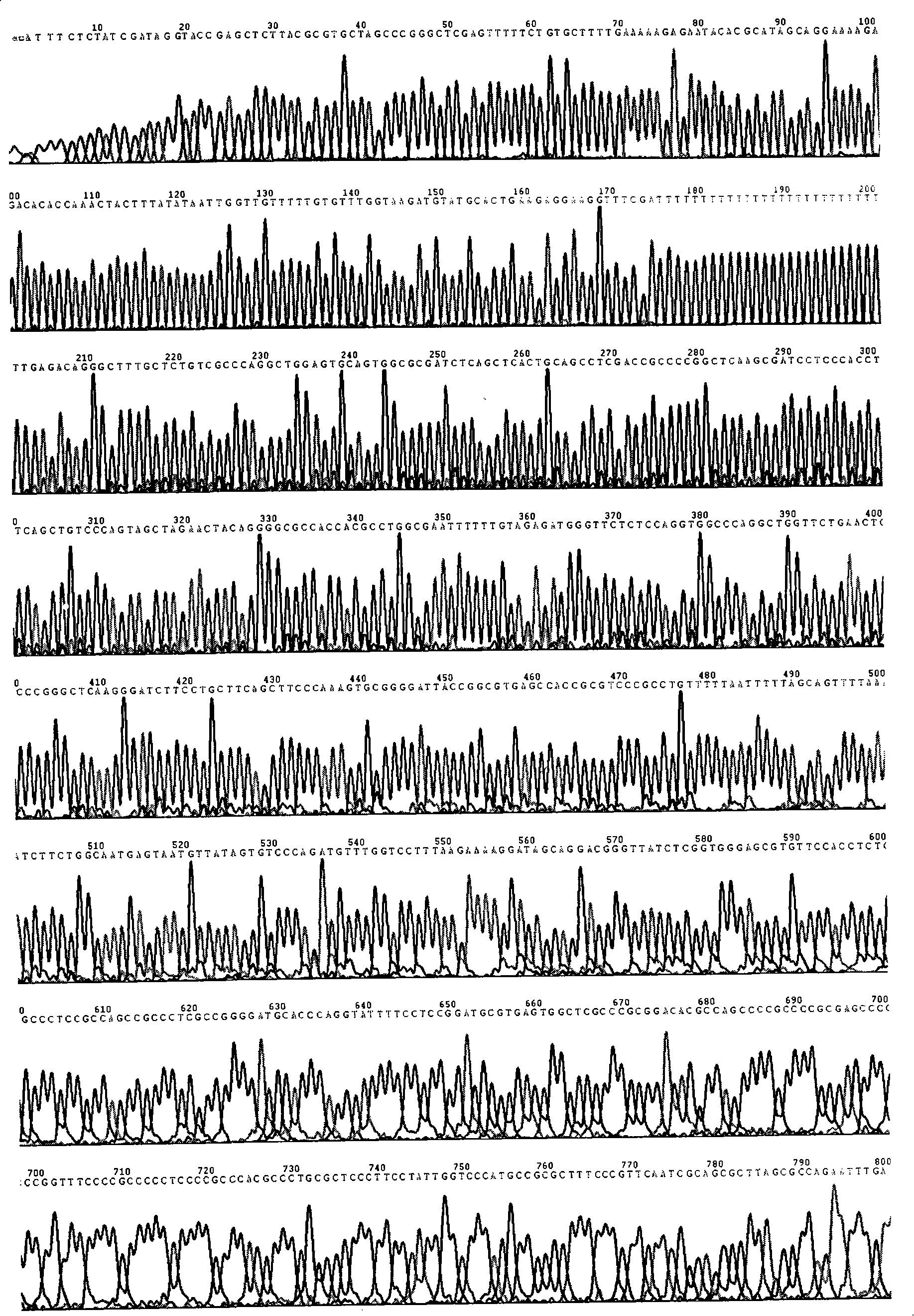 Human tumour specific Ki67 gene promotor