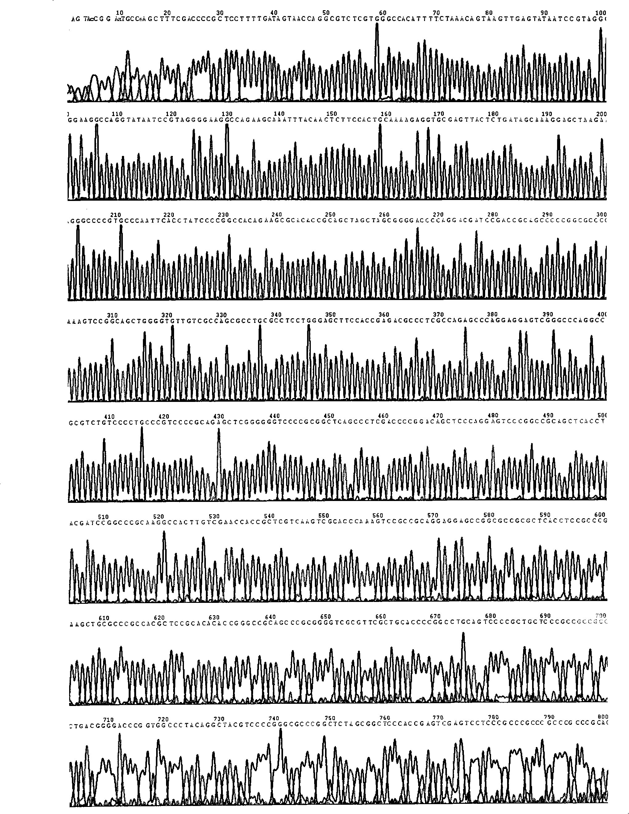 Human tumour specific Ki67 gene promotor