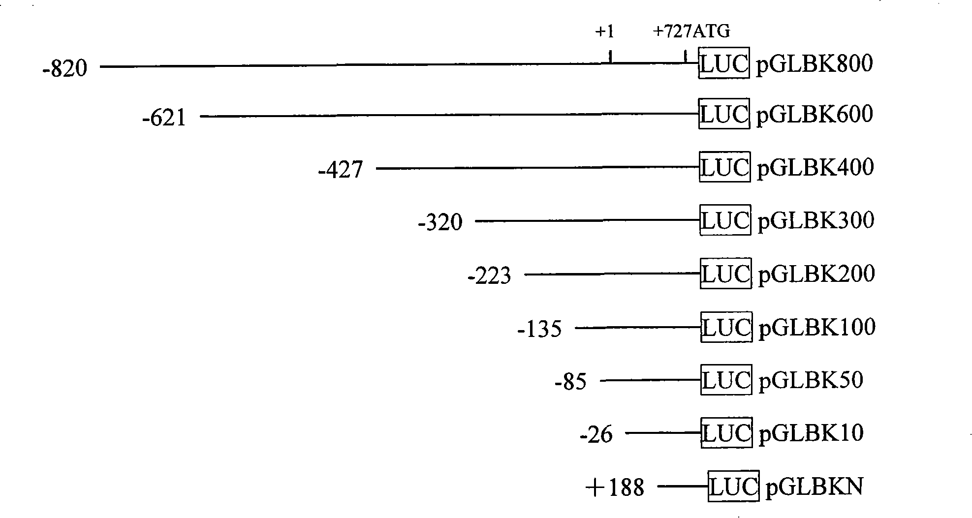 Human tumour specific Ki67 gene promotor