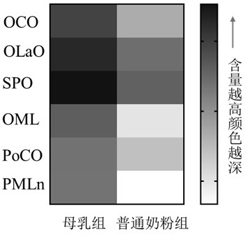 0-6-month infant formula milk powder simulating breast milk lipids on molecular level and preparation method of formula milk powder