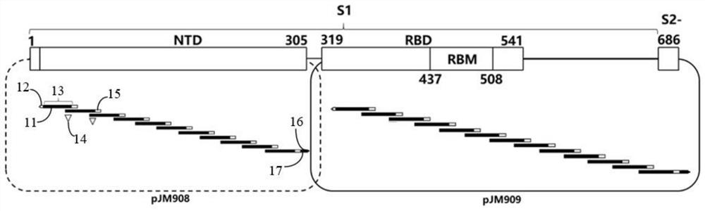 Preparation method of viral vaccine, and pharmaceutical composition