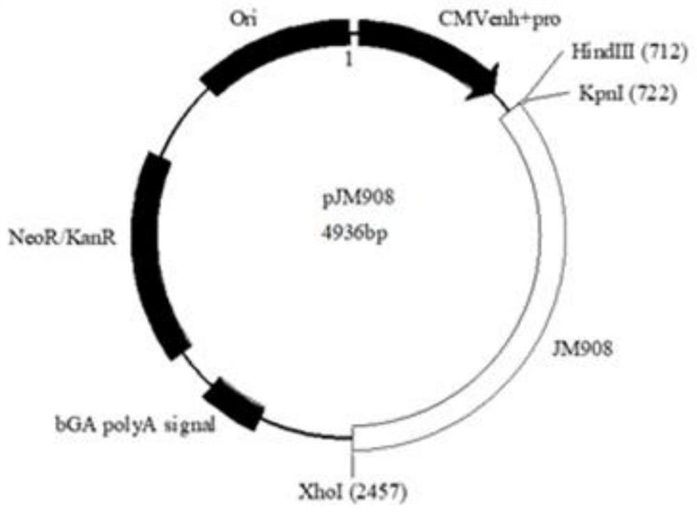 Preparation method of viral vaccine, and pharmaceutical composition