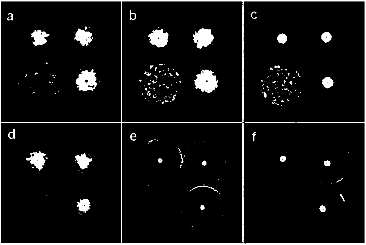 Application of volatile substance produced by streptomyces fimicarius in control of plant diseases