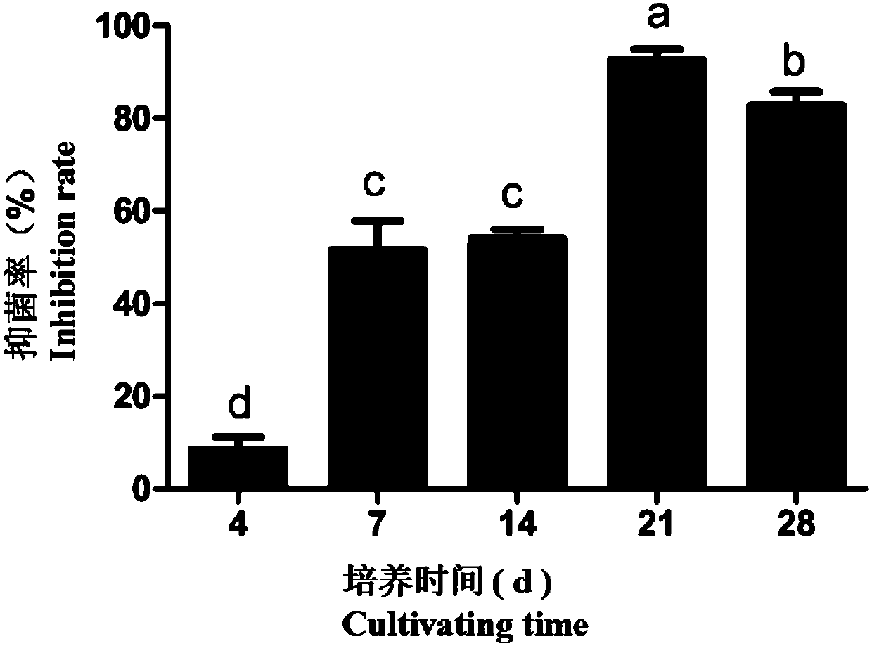 Application of volatile substance produced by streptomyces fimicarius in control of plant diseases