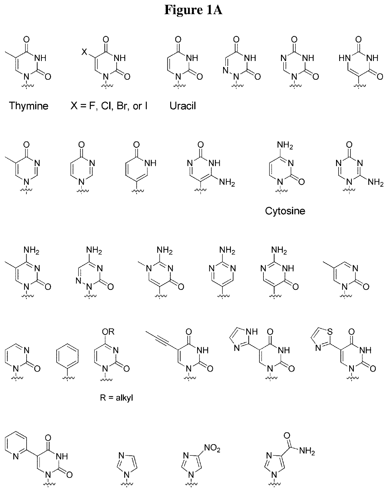 Androgen receptor antisense oligonucleotides